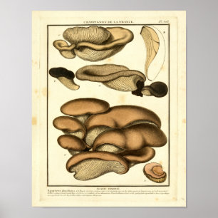 Vintage Brown Mushrooms French Art Print