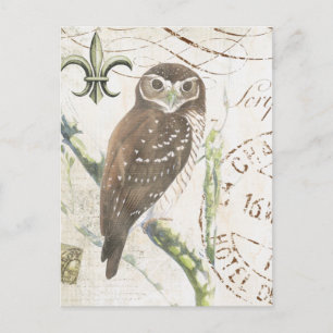 Vintage brown owl postcard