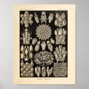 Vintage Bryozoa Colour Ernst Haeckel Print