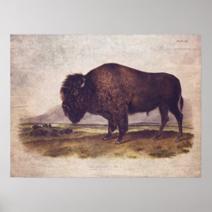 Vintage Buffalo Poster or Decoupage Paper