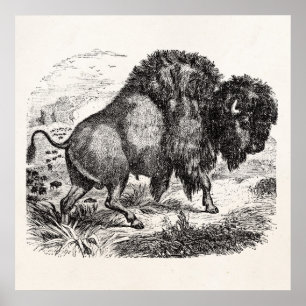 Vintage Buffalo Retro Bison Animal Illustration Poster