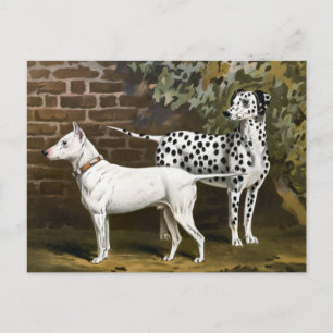 Vintage Bull Terrier and Dalmatian dog art Postcard