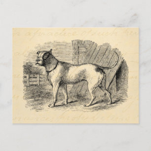 Vintage Bulldog 1800s Bull Dog Illustration - Dogs Postcard