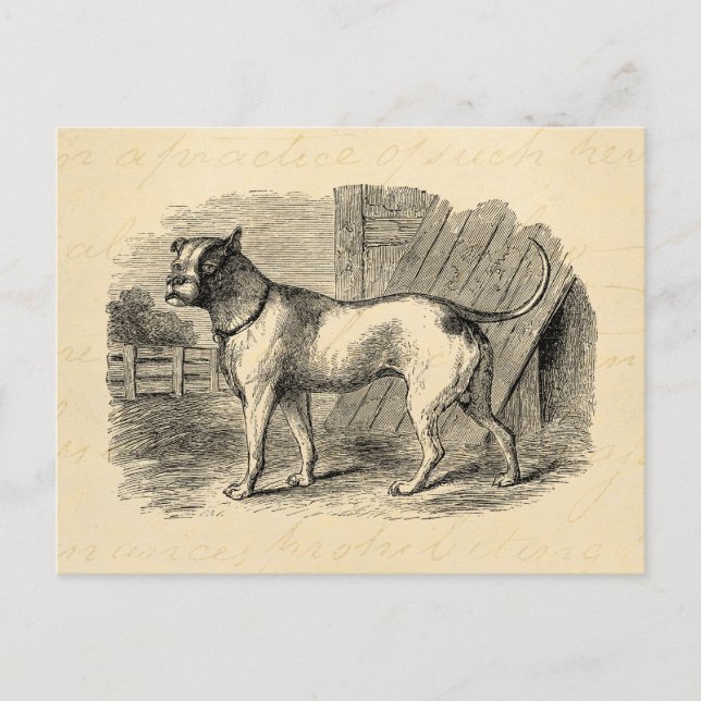 Vintage Bulldog 1800s Bull Dog Illustration - Dogs Postcard (Front)