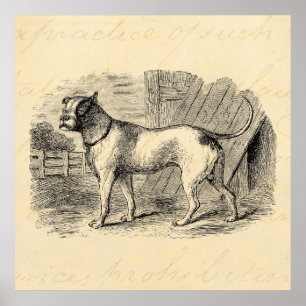 Vintage Bulldog 1800s Bull Dog Illustration - Dogs Poster