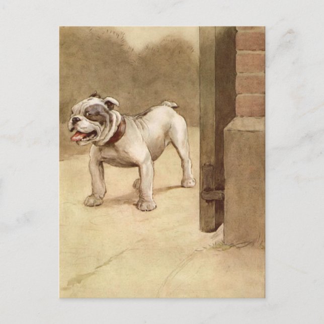 Vintage Bulldog Puppy Illustration Postcard (Front)