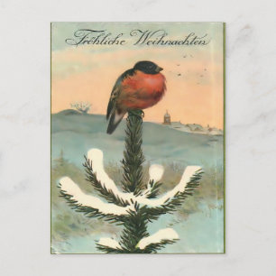 Vintage Bullfinch Bird on Snowy Pine Postcard