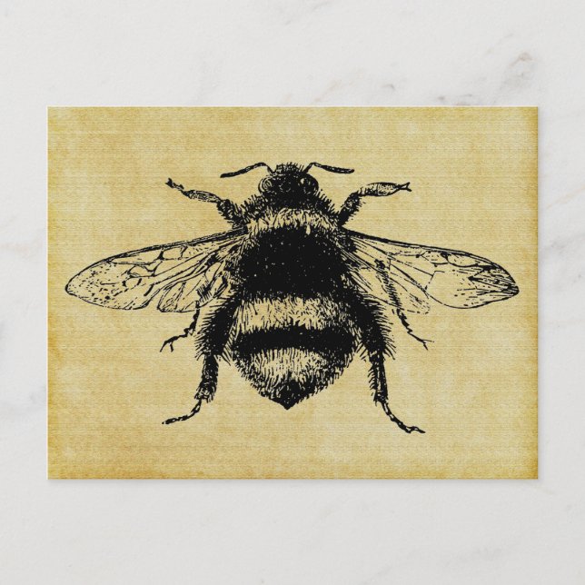 Vintage Bumble bee Postcard (Front)