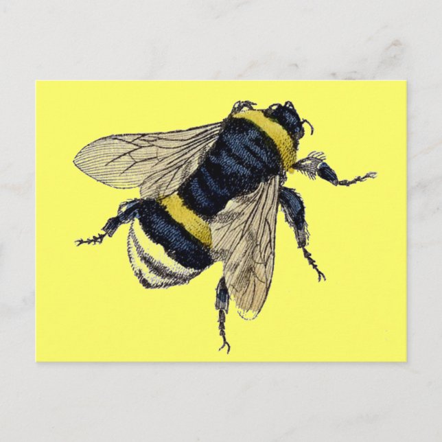 Vintage Bumble Bee Postcard (Front)