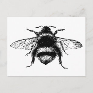 Vintage Bumble bee Postcard