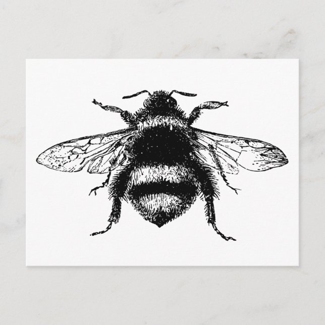 Vintage Bumble bee Postcard (Front)