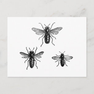 Vintage Bumblebees Postcard
