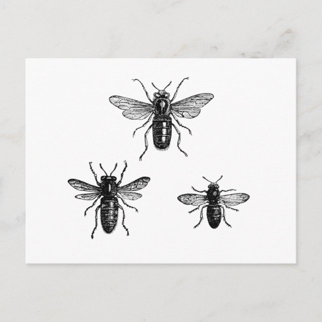 Vintage Bumblebees Postcard (Front)