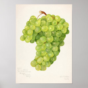 Vintage Bunch of Green Grapes Fruit Painting Poster