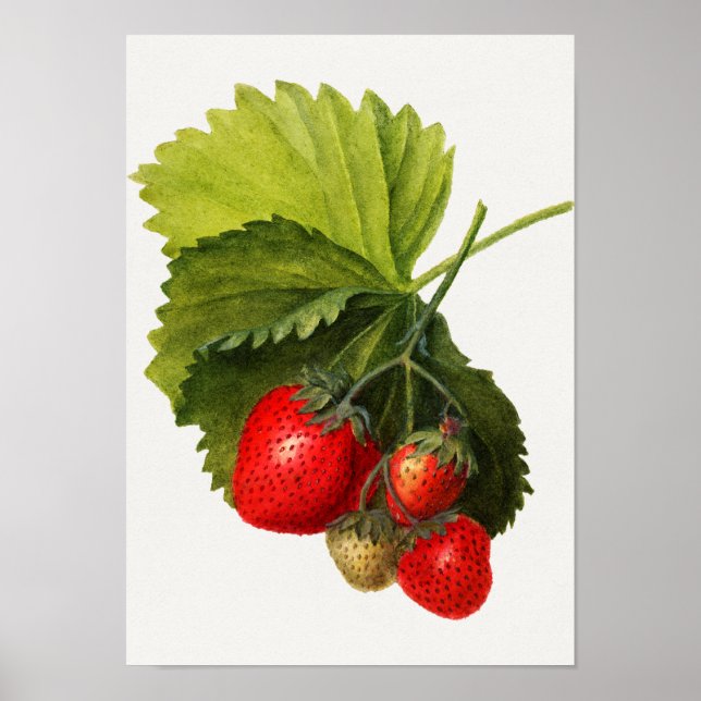 Vintage Bunch of Strawberries Watercolor Painting Poster (Front)