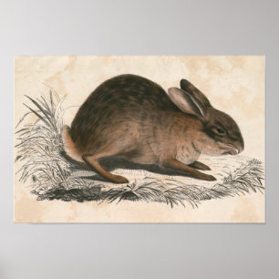 Vintage Bunny Poster Print