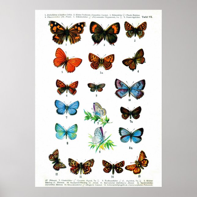 Vintage butterfies book butterfly insect print (Front)