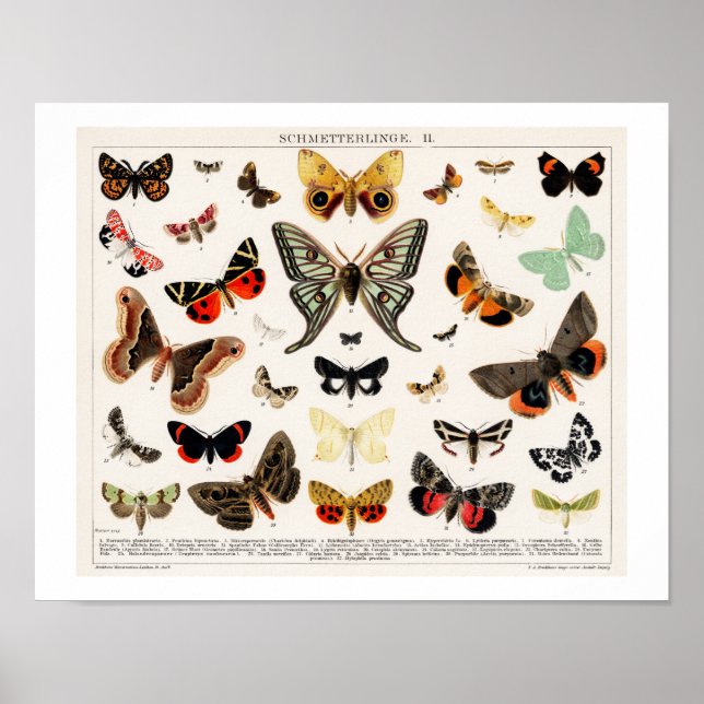 VINTAGE BUTTERFLIES AND MOTHS LITHOGRAPH POSTER (Front)