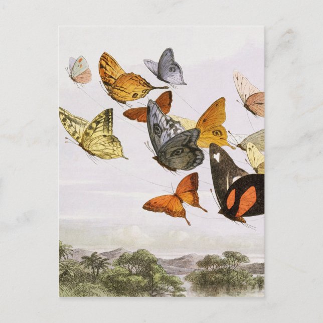 Vintage Butterflies & Fairy Old Illustration Art Postcard (Front)