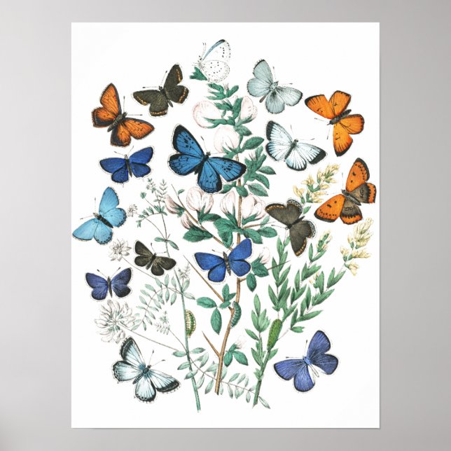 Vintage Butterflies Illustration Poster (Front)
