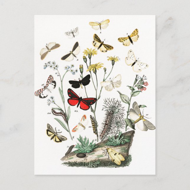 Vintage Butterflies & Moths Illustration Art Postcard (Front)