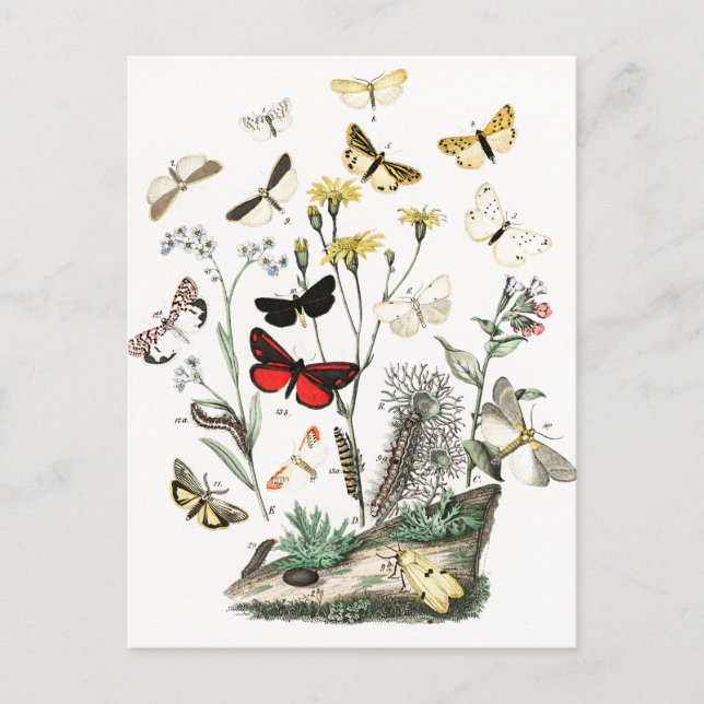 Vintage Butterflies & Moths  Illustration Art Postcard (Front)