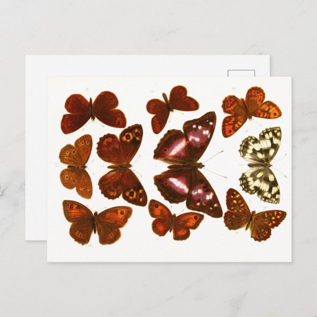 Vintage Butterflies & Moths Zoological Sketch Post Postcard (Front/Back)
