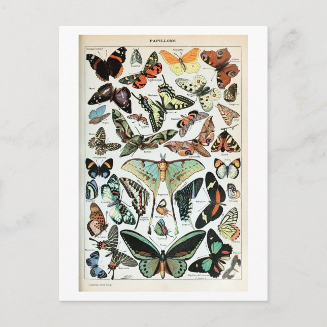 Vintage Butterflies of the World Postcard (Front)