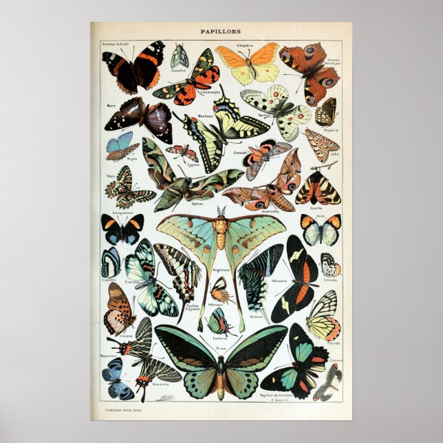 Vintage Butterflies of the World Poster (Front)
