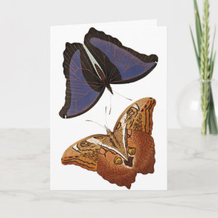 Vintage Butterflies Old Book Illustration Artwork Card