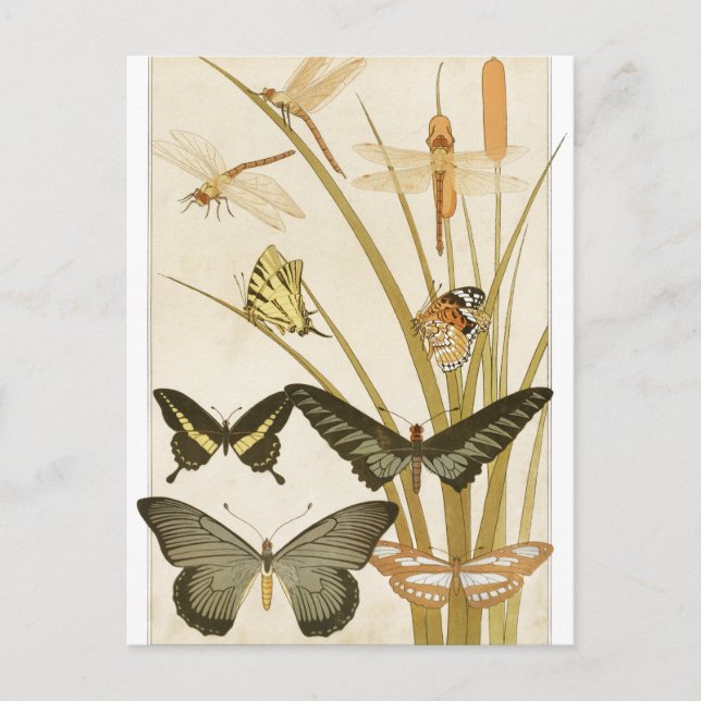 Vintage Butterflies Papillons Illustration Postcard (Front)