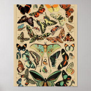 Vintage Butterflies Papillons Poster