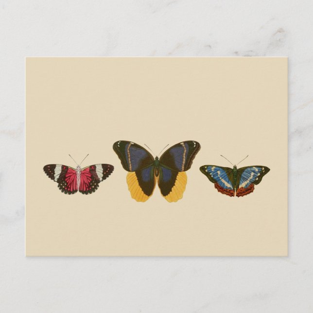 Vintage Butterflies Postcard (Front)