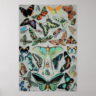 Vintage Butterflies Print