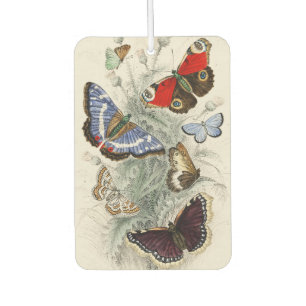 Vintage Butterfly Botanical Scientific Illustratio Car Air Freshener