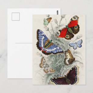 Vintage Butterfly Botanical Scientific Illustratio Postcard