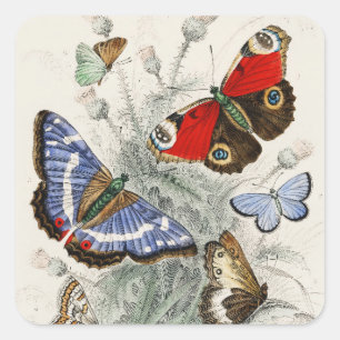 Vintage Butterfly Botanical Scientific Illustratio Square Sticker