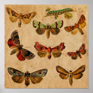 Vintage Butterfly & Caterpillar Antique  Poster