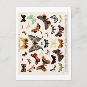 VINTAGE BUTTERFLY CHART POSTCARD