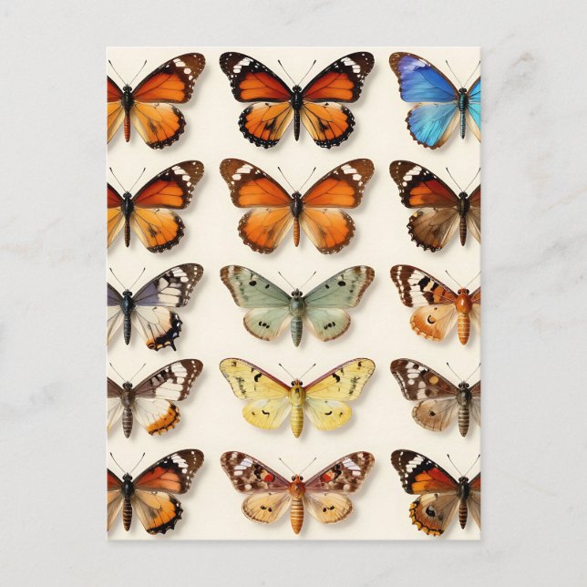 Vintage Butterfly Collection Grid Display Postcard (Front)
