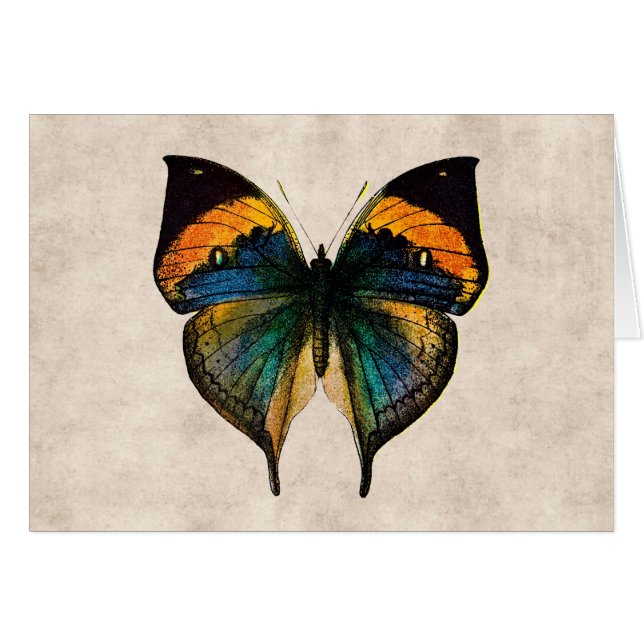 Vintage Butterfly Illustration 1800's Butterflies (Front Horizontal)