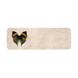 Vintage Butterfly Illustration 1800's Butterflies