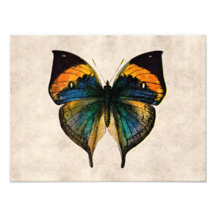 Vintage Butterfly Illustration 1800's Butterflies Photo Print