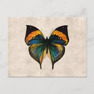 Vintage Butterfly Illustration 1800's Butterflies Postcard