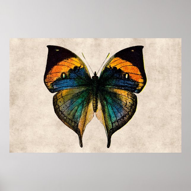 Vintage Butterfly Illustration 1800's Butterflies Poster (Front)