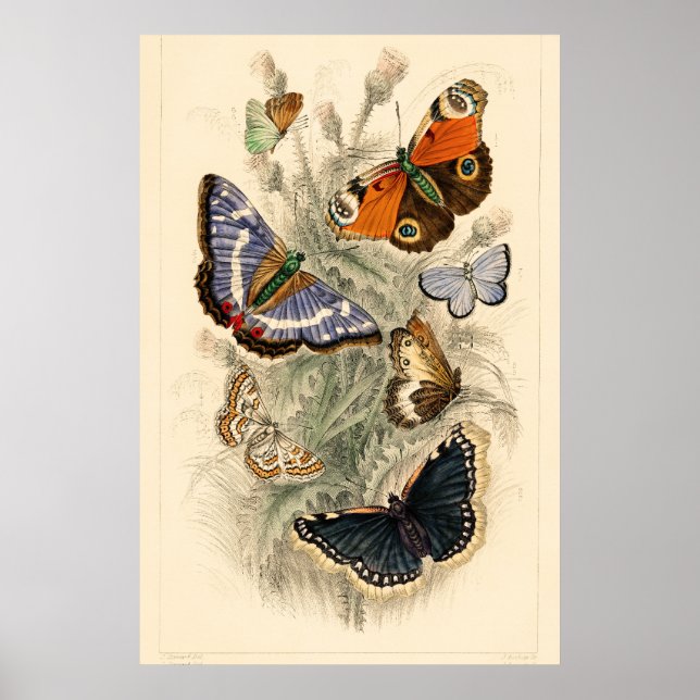 Vintage Butterfly Illustration by Oliver Goldsmith Poster (Front)