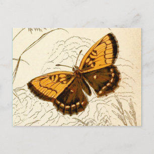 Vintage Butterfly Illustration, Gold and Brown Postcard