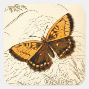 Vintage Butterfly Illustration, Gold and Brown Square Sticker