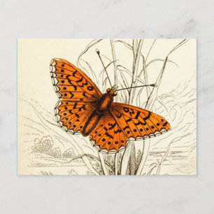 Vintage Butterfly Illustration, Orange and Black Postcard