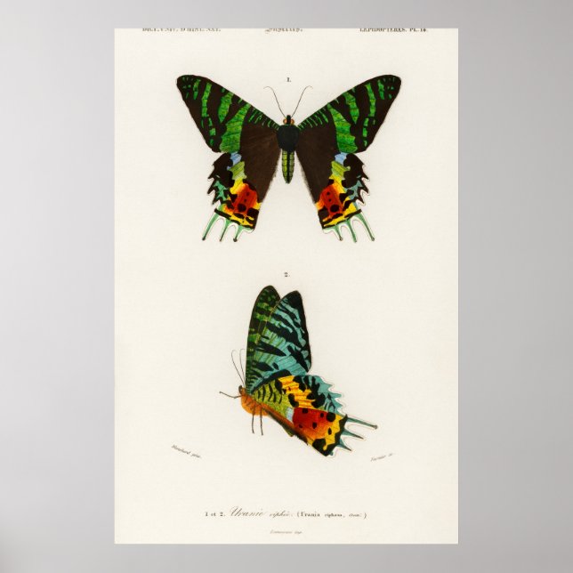 Vintage Butterfly Illustration Poster (Front)